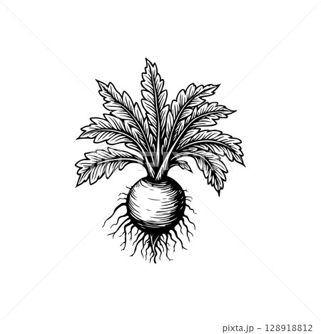 Botanical illustration of a turnip plant with intricate root and leaf details on white background 128918812