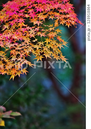 深まる秋 128918864