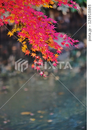 水面のモミジ 128918865