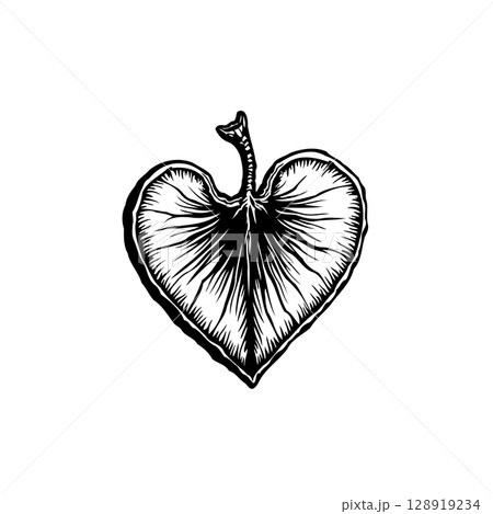Botanical heart-shaped leaf illustration isolated on white background, simple design Botanical heart-shaped leaf illustration isolated on white background, simple design 128919234