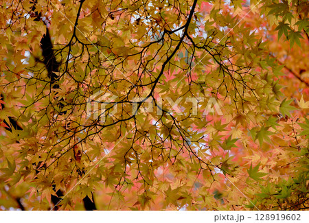 紅葉前のモミジの葉 紅葉前のモミジの葉 128919602