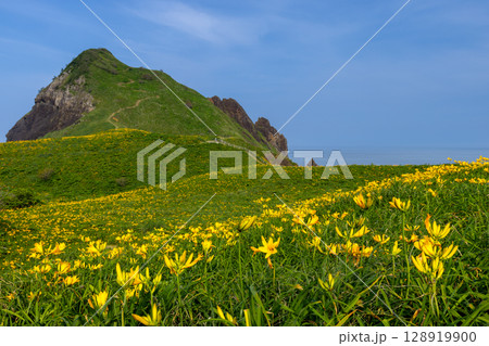新潟県佐渡市願 佐渡島外海府海岸に突き出た一枚岩の大野亀とトビシマカンゾウ群生 新潟県佐渡市願 佐渡島外海府海岸に突き出た一枚岩の大野亀とトビシマカンゾウ群生 128919900