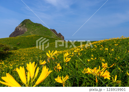 新潟県佐渡市願　佐渡島外海府海岸に突き出た一枚岩の大野亀とトビシマカンゾウ群生 128919901