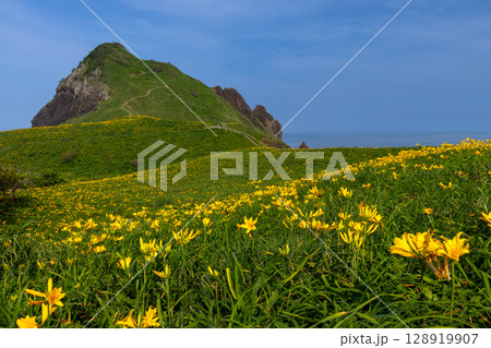 新潟県佐渡市願　佐渡島外海府海岸に突き出た一枚岩の大野亀とトビシマカンゾウ群生 128919907