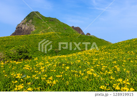 新潟県佐渡市願　佐渡島外海府海岸に突き出た一枚岩の大野亀とトビシマカンゾウ群生 128919915