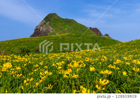 新潟県佐渡市願　佐渡島外海府海岸に突き出た一枚岩の大野亀とトビシマカンゾウ群生 128919919