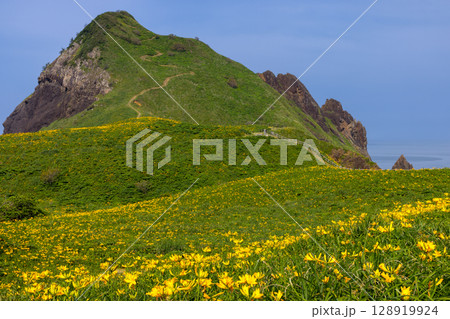 新潟県佐渡市願　佐渡島外海府海岸に突き出た一枚岩の大野亀とトビシマカンゾウ群生 128919924