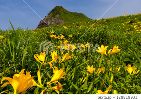 新潟県佐渡市願　佐渡島外海府海岸に突き出た一枚岩の大野亀とトビシマカンゾウ群生 128919933