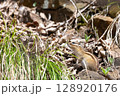 自然の中の可愛いシマリス 128920176