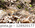 自然の中の可愛いシマリス 128920177
