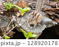 自然の中の可愛いシマリス 128920178