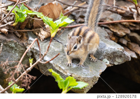 自然の中の可愛いシマリス 128920178