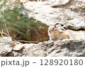 自然の中の可愛いシマリス 128920180