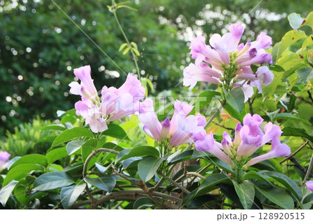 南国に咲くジャカランダの花 南国夏風景 南国に咲くジャカランダの花 南国夏風景 128920515