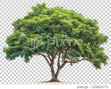A large shade tree isolated on white background png transparent clipart. A large shade tree isolated on white background png transparent clipart. 128920773