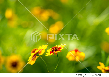 夏の日の花畑にて～波斯菊(ハルシャギク)～ 128920800