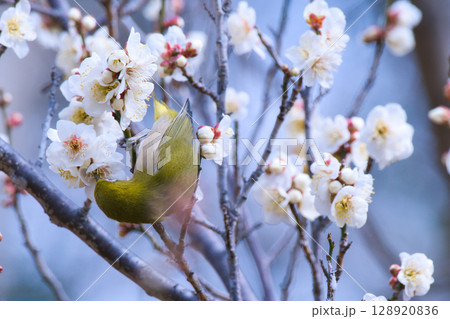 梅の花の蜜を吸うメジロ 梅の花の蜜を吸うメジロ 128920836