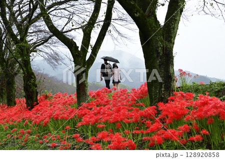 巾着田の曼珠沙華と二人 128920858
