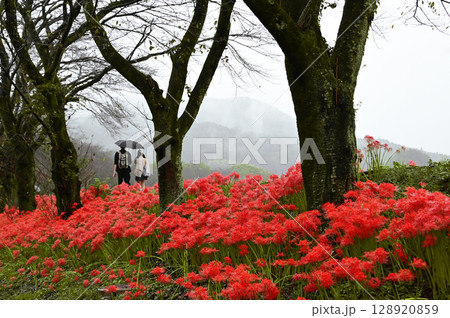 巾着田の曼珠沙華と二人 128920859