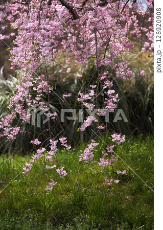 道脇に咲く枝垂桜 128920908