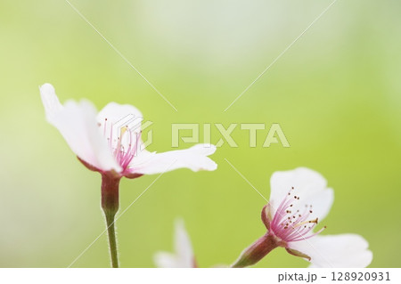 桜の花のクローズアップ 128920931