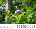 紫陽花 6月 紫陽花 6月 128921118