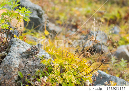 高山に暮らすカヤクグリ 高山に暮らすカヤクグリ 128921155