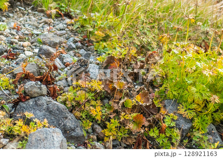 高山に暮らすカヤクグリ 128921163