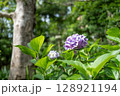 アジサイ 6月 アジサイ 6月 128921194