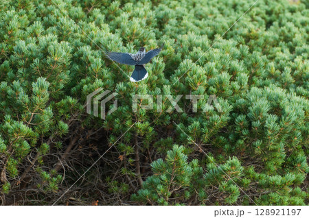 藪に暮らすホシガラス 128921197