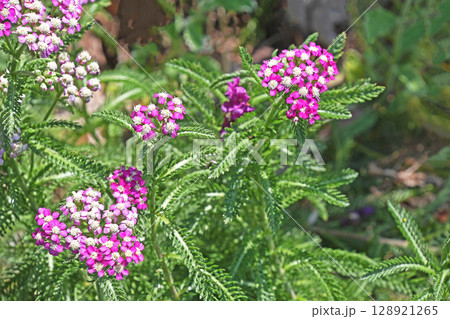 セイヨウノコギリソウ（西洋鋸草） 128921265