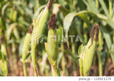 Young Green Corn in Field Plantation in Thailand. 128921278