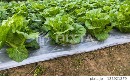 Farmers useplastic films for keep soil moisture and weed control in vegetable garden. Farmers useplastic films for keep soil moisture and weed control in vegetable garden. 128921279