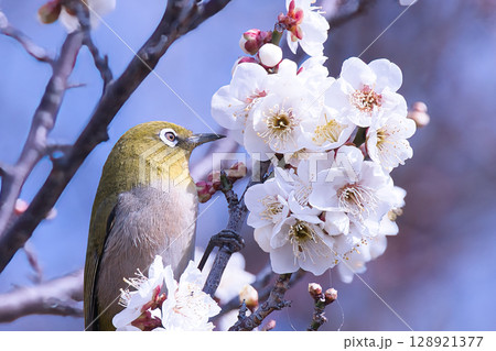 白い梅の花とメジロ 128921377