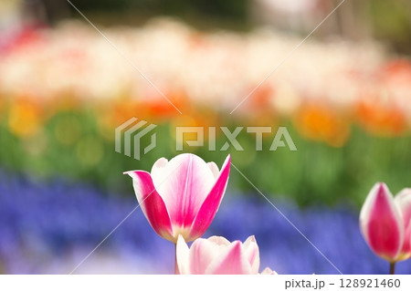花壇に咲くカラフルなチューリップ 128921460