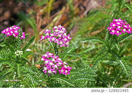 セイヨウノコギリソウ（西洋鋸草） 128921485