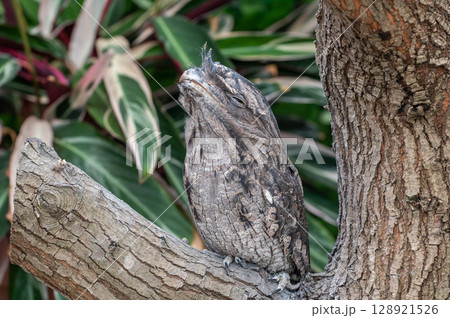 擬態の名手・オーストラリアガマグチヨタカ 擬態の名手・オーストラリアガマグチヨタカ 128921526