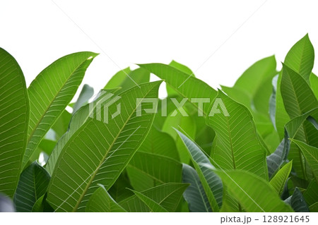 beautiful green leaf texture in springtime, water drop on frangipani leaves 128921645