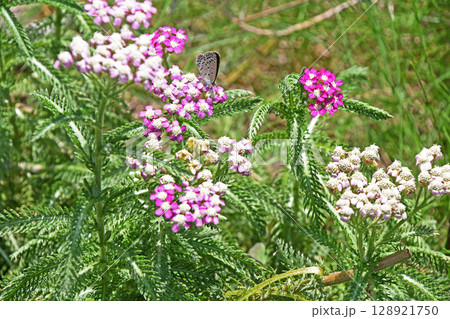 セイヨウノコギリソウ（西洋鋸草） 128921750