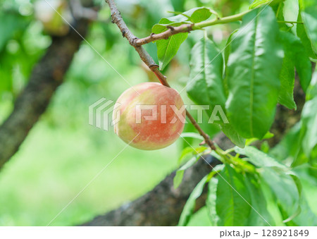 フルーツ 果物 果実 128921849