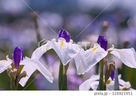 白い花菖蒲達 128921951