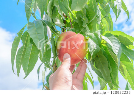 農耕 農業 爽快 128922223