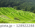 丸山千枚田の棚田 128922288