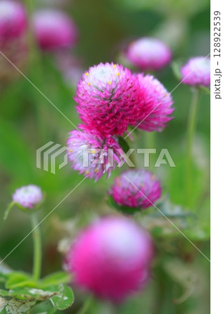 センニチコウの赤い花 センニチコウの赤い花 128922539