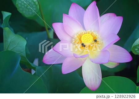 花はす公園 早朝の蓮 古代ハス 花はす公園 早朝の蓮 古代ハス 128922926