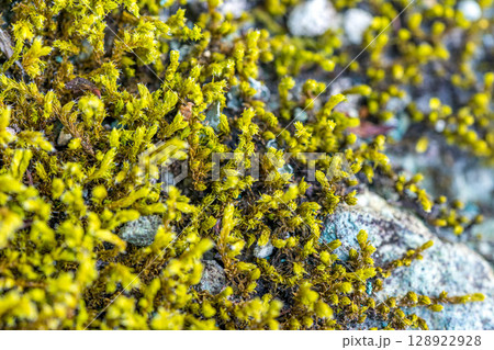 苔ノムスマデ 128922928