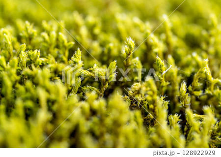 苔ノムスマデ 苔ノムスマデ 128922929