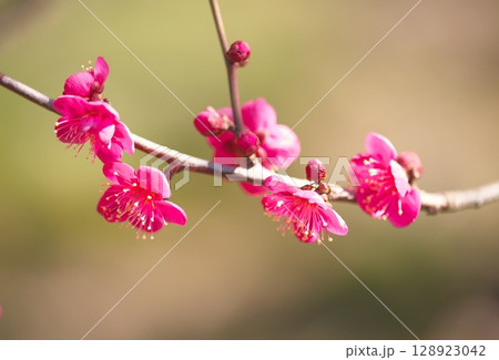 春香る紅梅の花 128923042