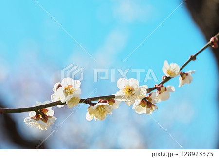 春の訪れ、白梅の花 春の訪れ、白梅の花 128923375