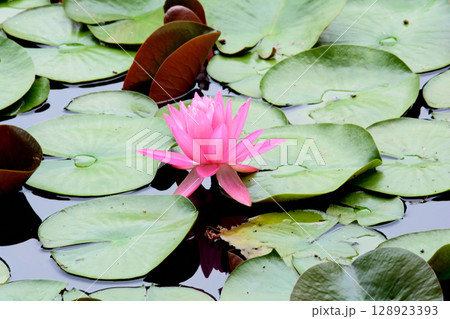 蛇の鼻　2025-6-21　＃81 128923393